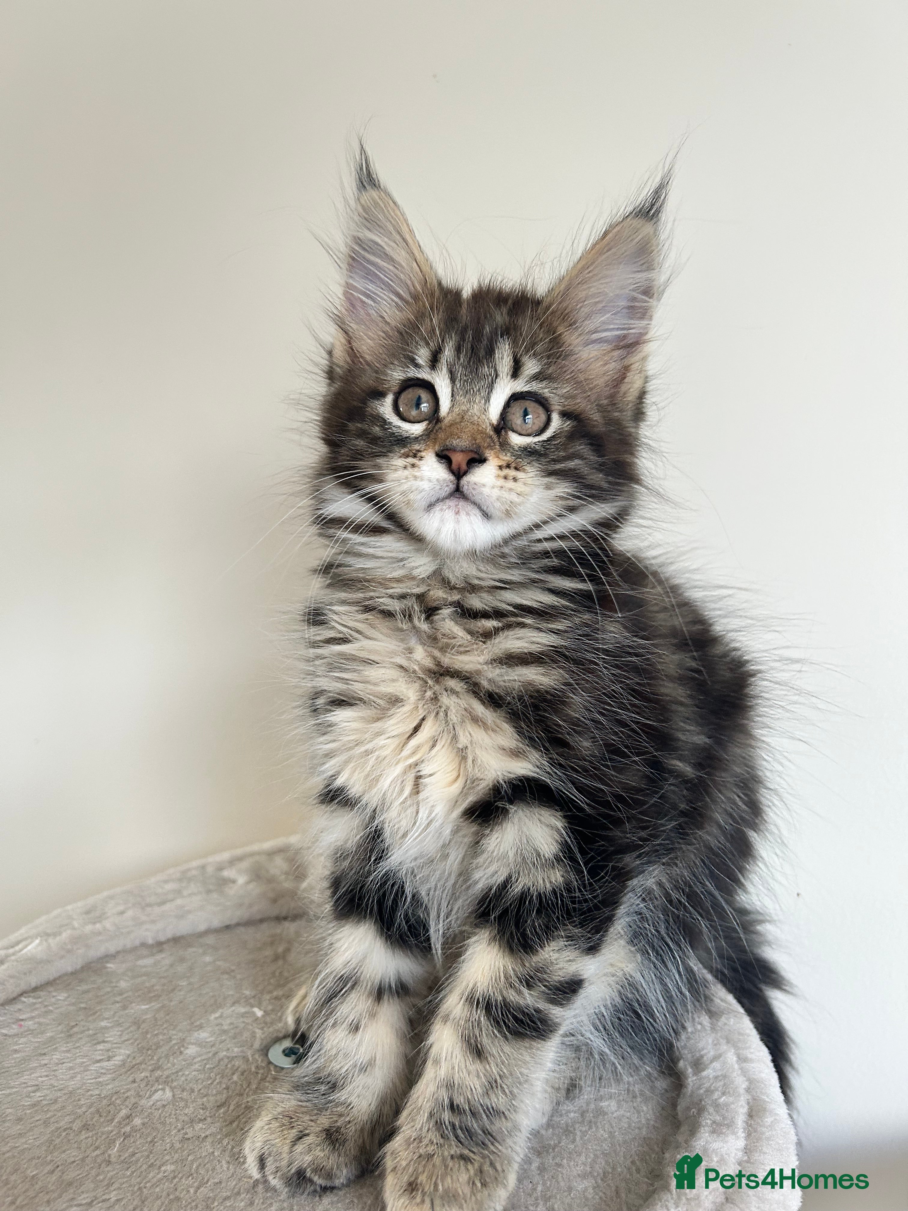 Maine Coon cats Maine coin kittens available for reservation  - Advert 1