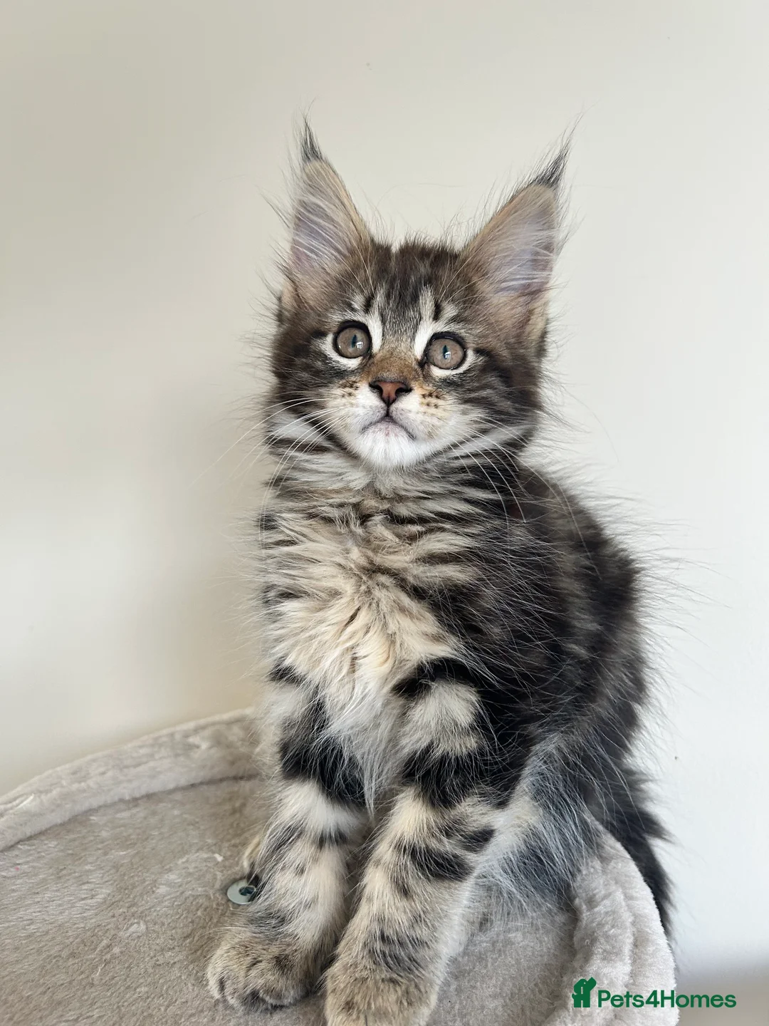 Maine Coon cats for sale: Maine coin kittens available for reservation  in Brighouse - Advert 1