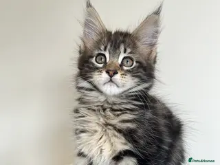 Maine Coon cats Maine coin kittens available for reservation - Advert 1