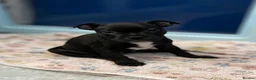 Staffordshire Bull Terrier dogs for sale: King Fury Puppies  in Liverpool - Advert 17