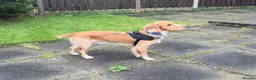Cocker Spaniel dogs for sale: Marley - Adorable Working Cocker spaniel in Holmfirth - Advert 1