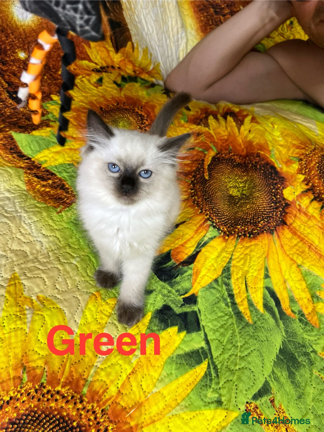 Ragdoll cats for sale: 🐈❤️5 Pure Ragdolls Waiting for Loving Family❗️❤️ - Image 19