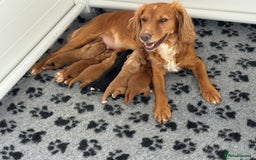 Cocker Spaniel dogs for sale: Stunning KC Working Cocker Spaniel Puppies - Image 4