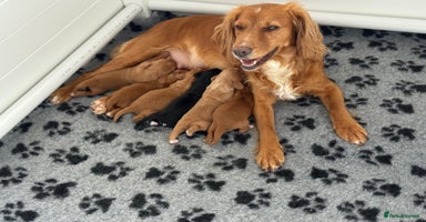 Cocker Spaniel dogs - Advert 3