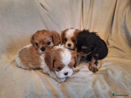 Cavalier King Charles Spaniel dogs KC, Health Tested, Ready 26th visits 15th/16th - Advert 2