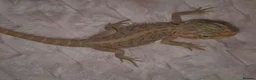 Bearded Dragon reptiles for sale: 100%Het Zero Bearded Dragon baby's  - Advert 10