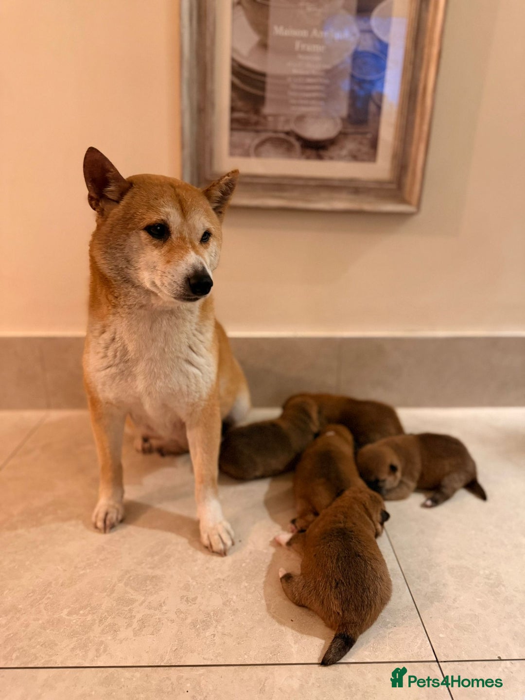 Japanese Shiba Inu dogs for sale: beautiful red Japanese Shiba Inu puppies  - Image 1