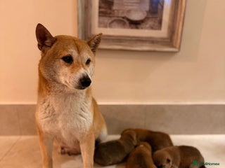 Japanese Shiba Inu dogs for sale - Advert 1