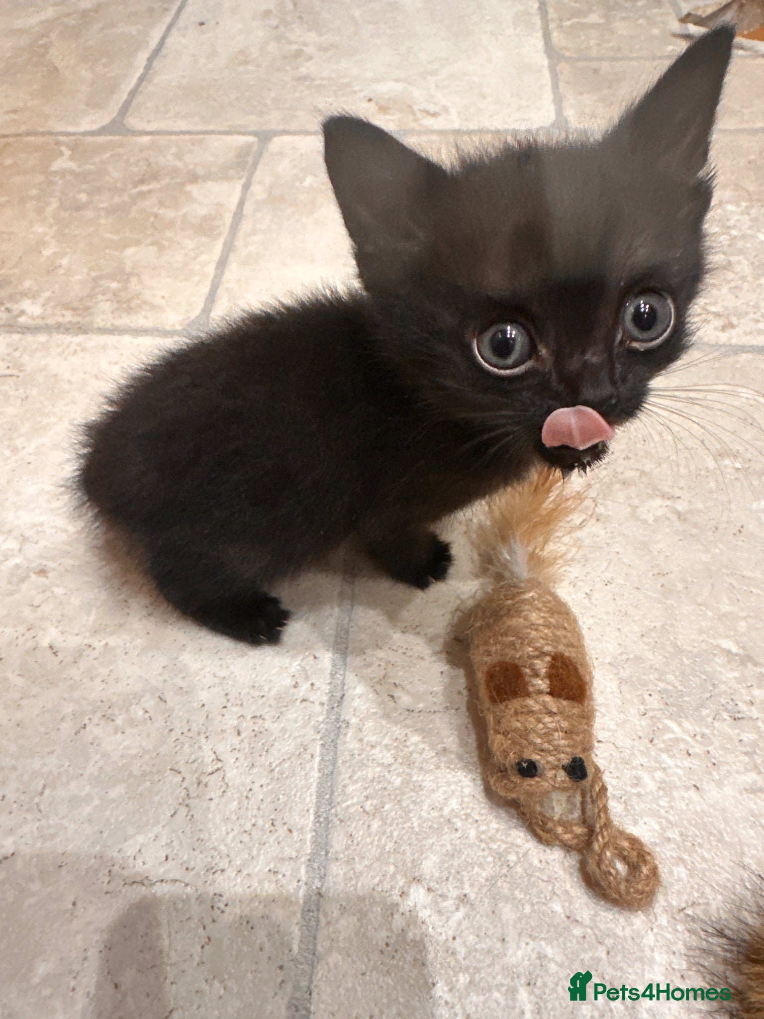 Domestic Shorthair cats Black kittens  - Advert 24