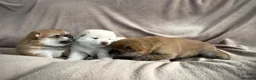Japanese Shiba Inu dogs for sale: KC registered Japanese Shiba Inu puppies - Advert 21