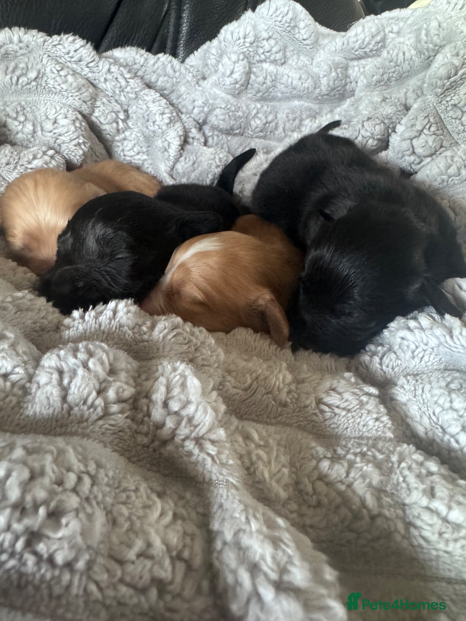 Cockapoo dogs Beautiful cockapoo puppies 🐶  - Advert 6