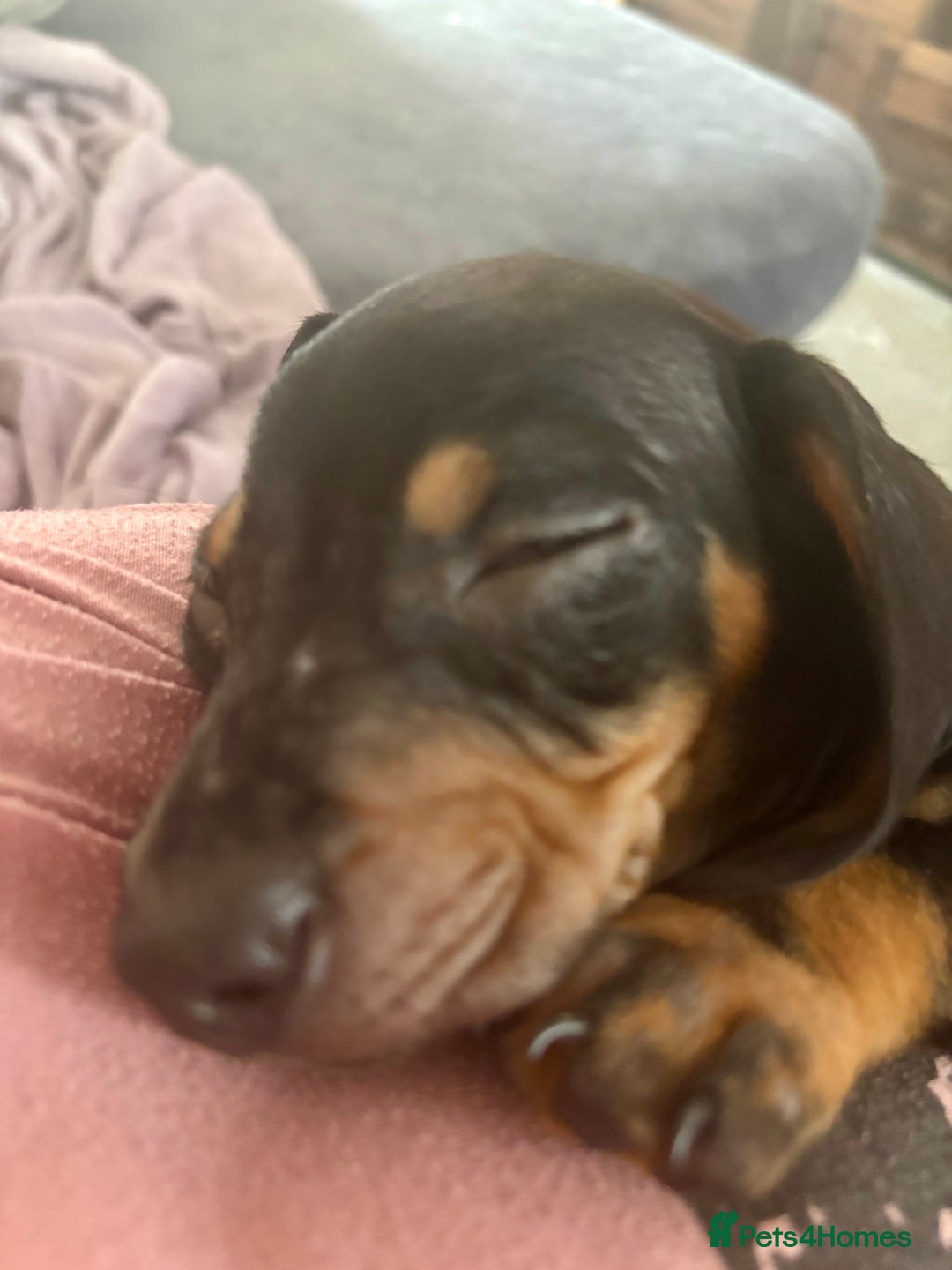 Miniature Dachshund dogs for sale: Gorgeous mini dachshunds ready to leave now - Image 5