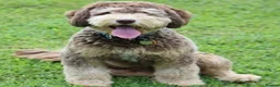 Cockapoo dogs for sale: Stunning cockapoos  - Advert 17