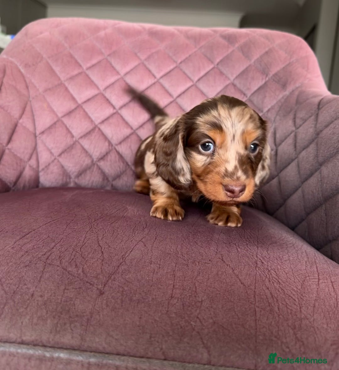 Miniature Dachshund dogs for sale: Long haired miniature dachshund pups - Advert 8