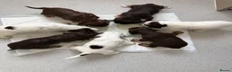 Sprocker dogs for sale: 🐾Sprocker puppies🐾 - Advert 2