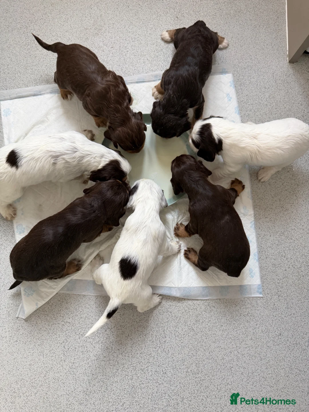 Sprocker dogs for sale: 🐾Sprocker puppies🐾 - Advert 2