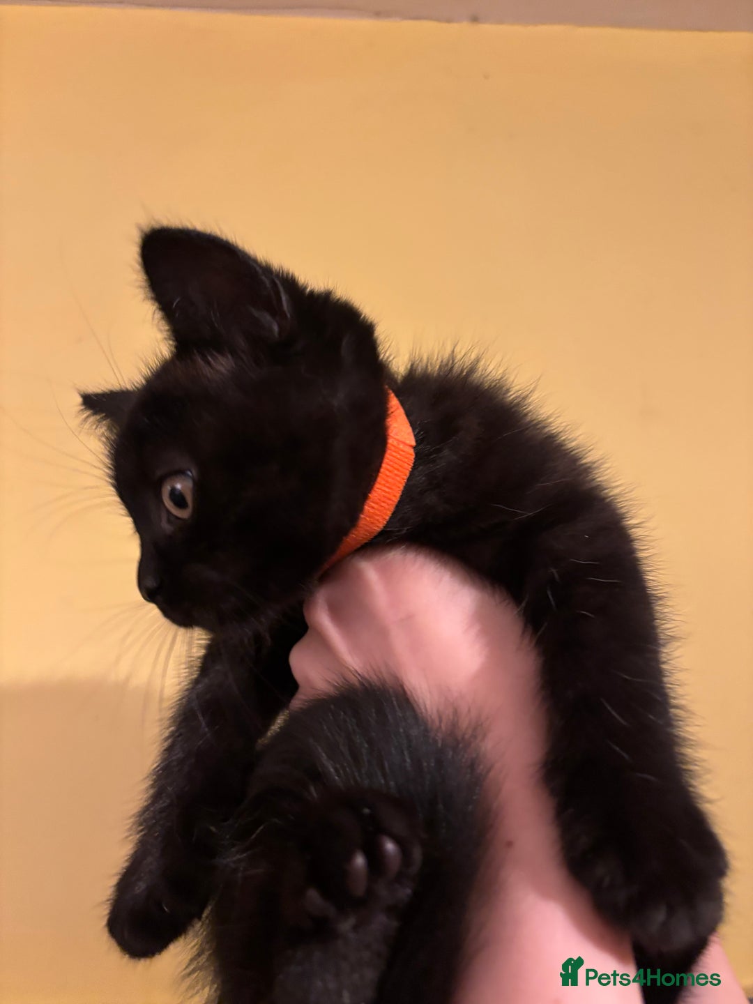 British Shorthair cats for sale: ⭐️Ready 8th Dec⭐️1 left.British Shorthair X Cross - Advert 3