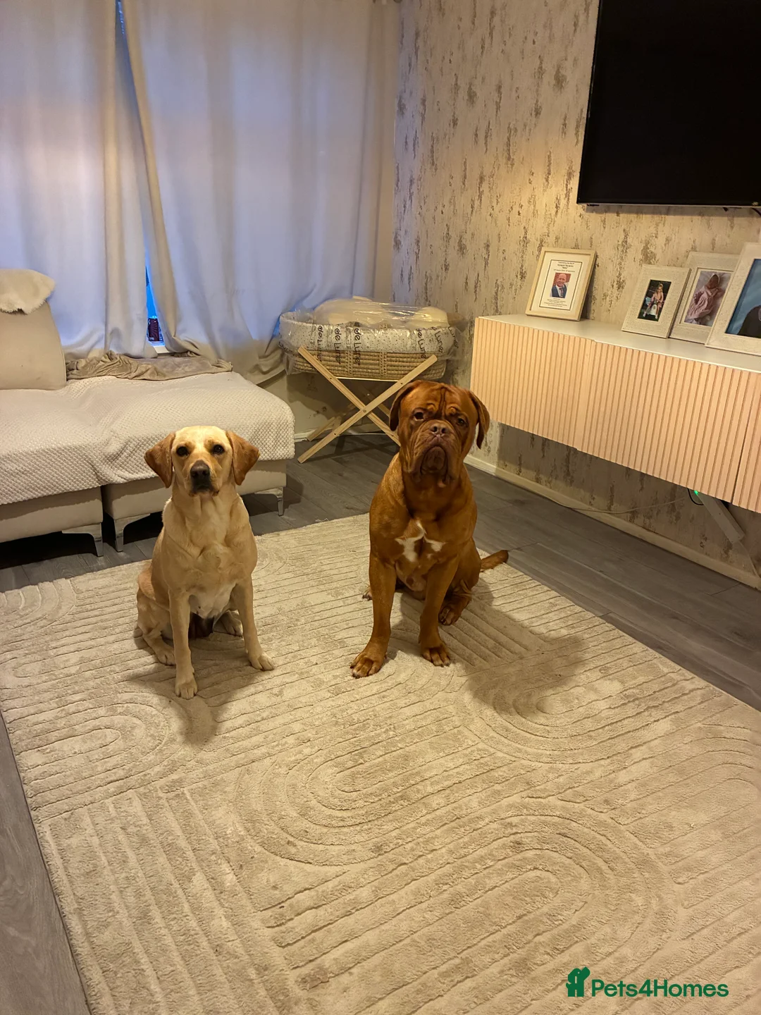 Dogue De Bordeaux dogs for stud: Proven KC Reg Dogue De Bordeaux in Newcastle upon Tyne - Advert 14