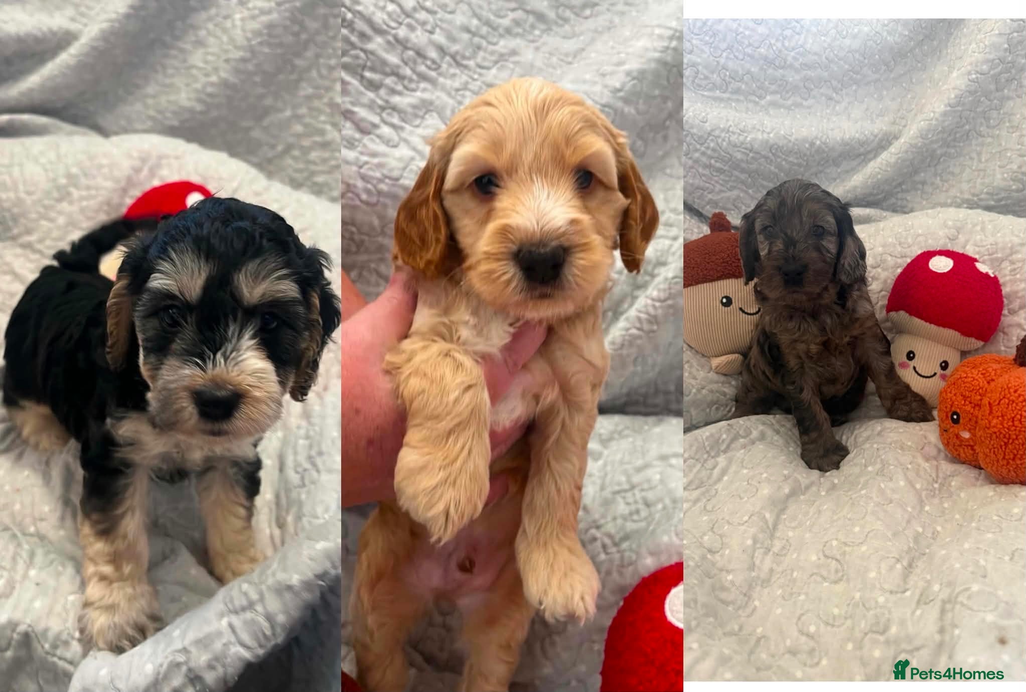 Cockapoo dogs Last 3 Beautiful f1 cockapoo puppies - Advert 1