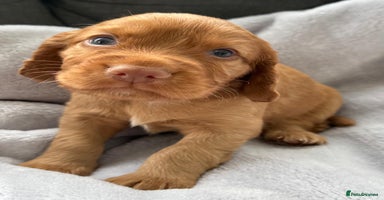 Cocker Spaniel dogs - Advert 1