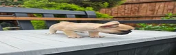 French Bulldog dogs for sale: *NOW REDUCED*KC registered French bulldog puppies  - Advert 22
