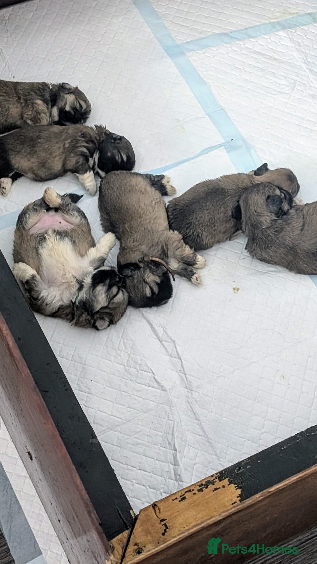 Lhasa Apso dogs for sale: Lovely pedigree puppys - Image 20