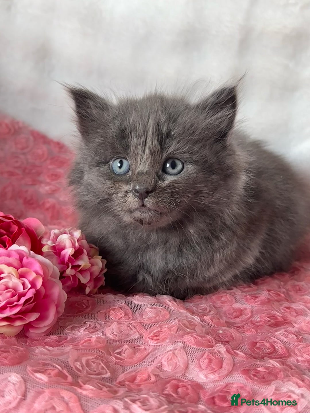 Maine Coon cats for sale: Silver Maine Coon X Russian Blue One Boy LEFT! 🩵 - Image 6