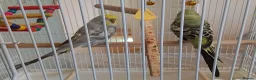 Budgerigars birds for sale: 2 Budgies +cage and accessories  - Advert 2