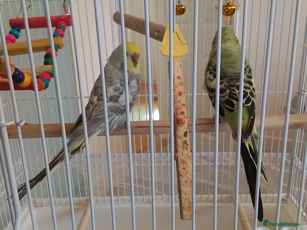 Budgerigars birds for sale: 2 Budgies +cage and accessories  - Advert 2
