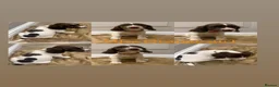 English Springer Spaniel dogs for sale: KC Registered English Springer Spaniel Puppies - Advert 13