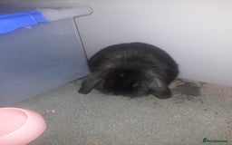Mixed Breed rabbits for sale: 2 girls comes with everything  - Advert 2