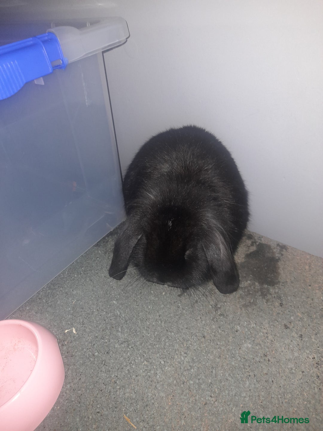 Mixed Breed rabbits for sale: 2 girls comes with everything  - Advert 2