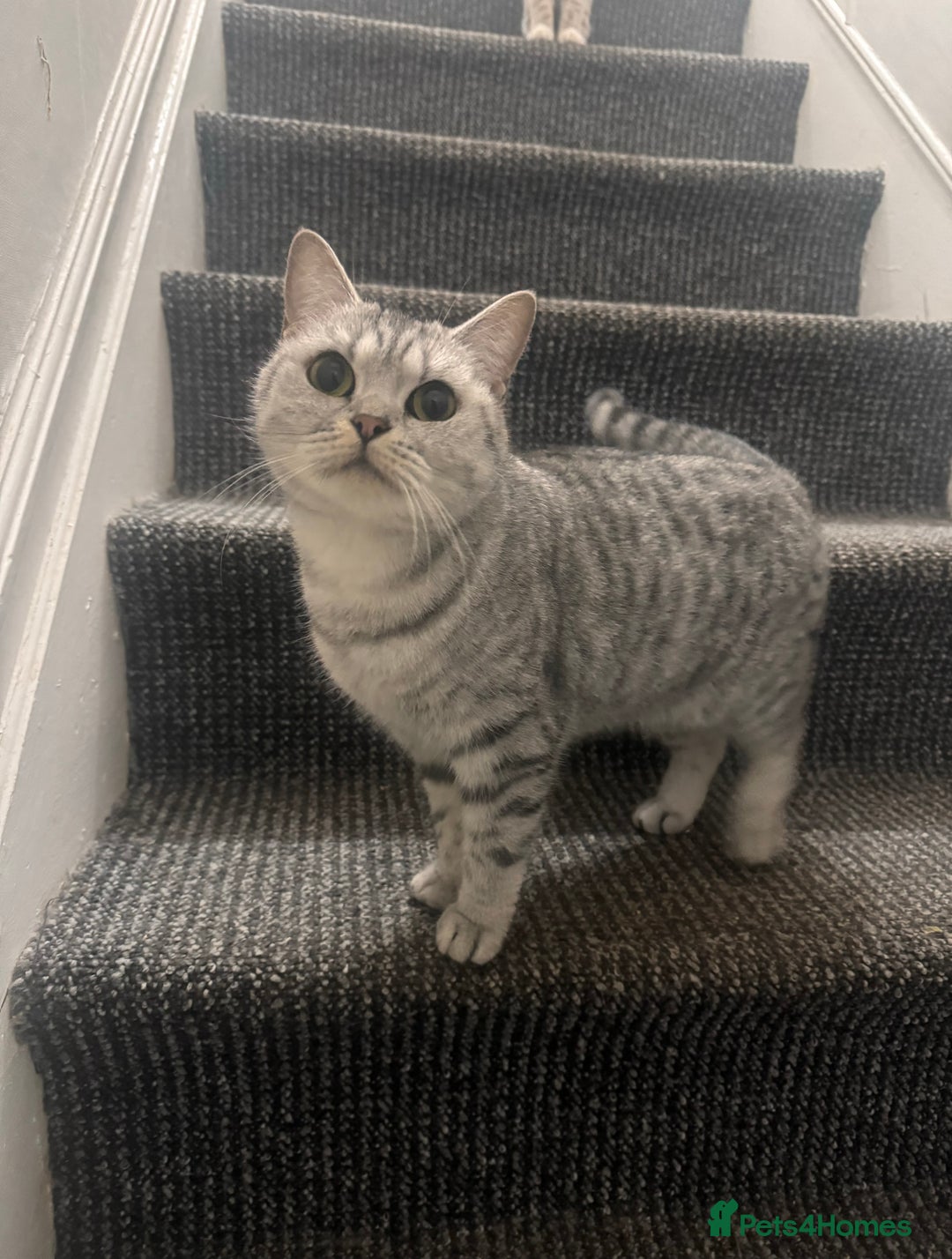 British Shorthair cats for sale: British Shorthair Kittens  - Image 8