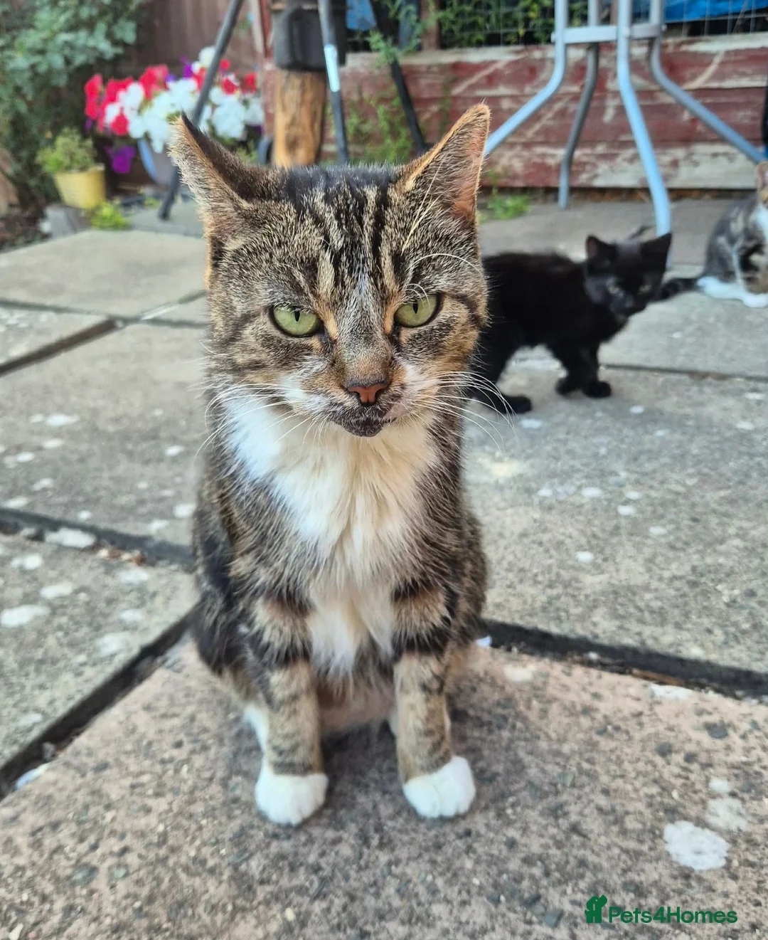 Mixed Breed cats for sale: ❤️❤️❤️ Adorable Kittens ❤️❤️❤️  - Advert 2