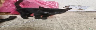 Domestic Shorthair 3