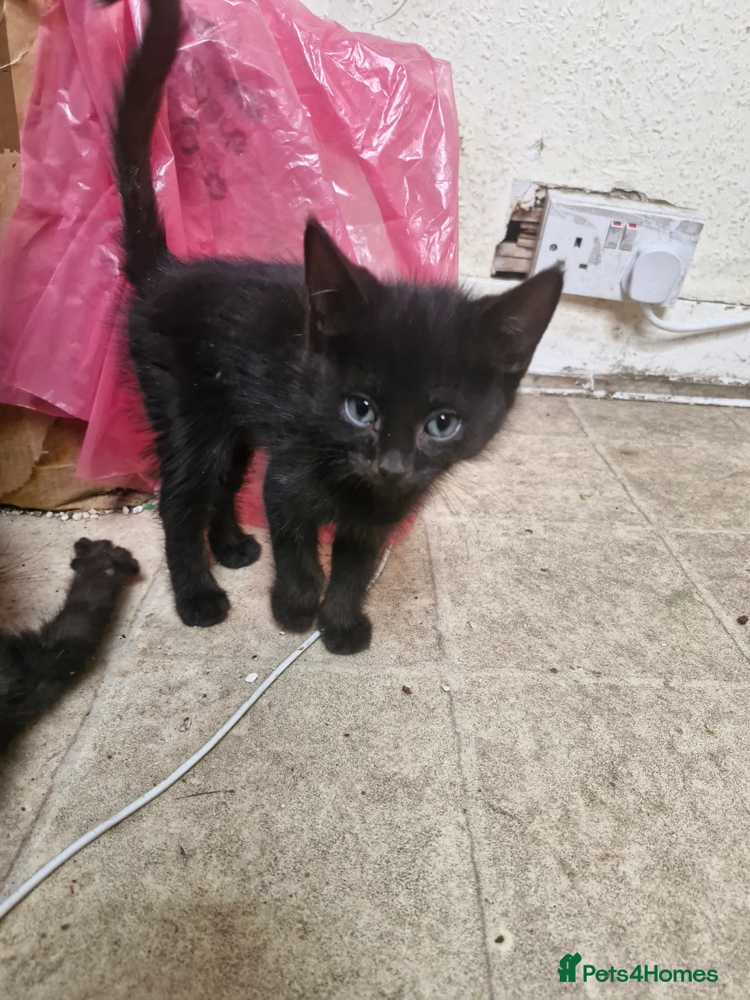 Domestic Shorthair cats for sale: Black kittens & black and white kittens - Advert 1