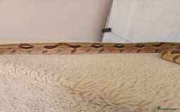 Boa Snake reptiles for sale: 2022 Hypo Jungle Boa – 100% het Anery 100% Parahet - Image 5