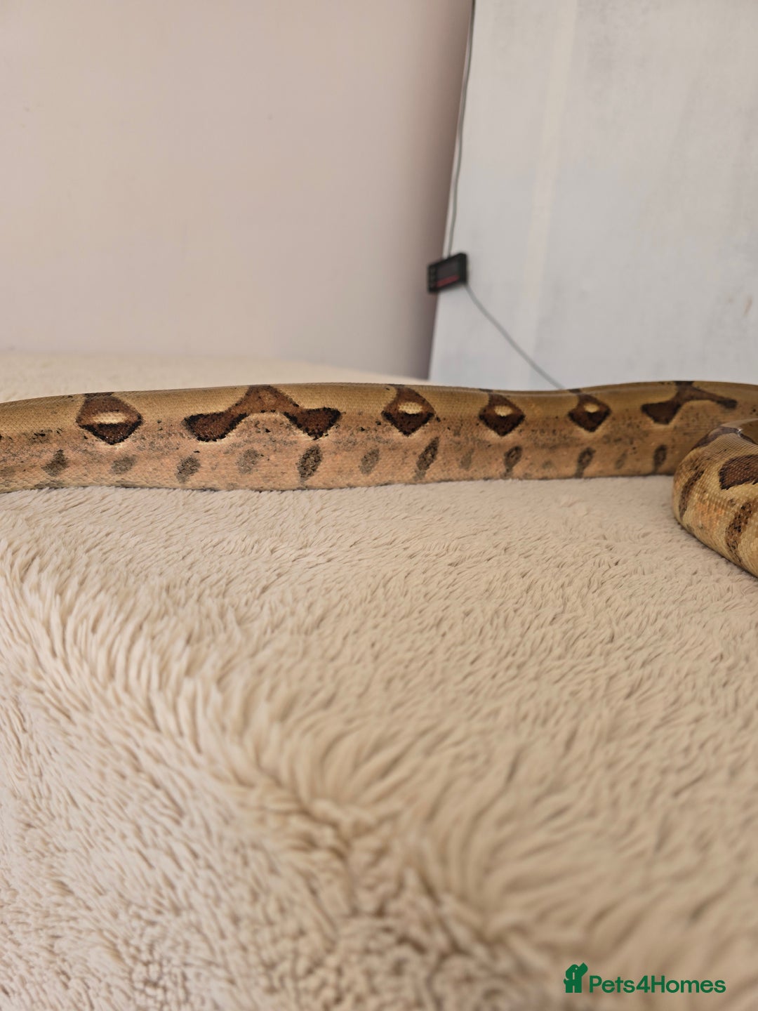 Boa Snake reptiles for sale: 2022 Hypo Jungle Boa – 100% het Anery 100% Parahet - Image 5