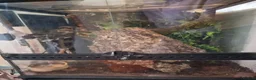 Gecko reptiles for sale: Gargoyle gecko orange blotched - Advert 9