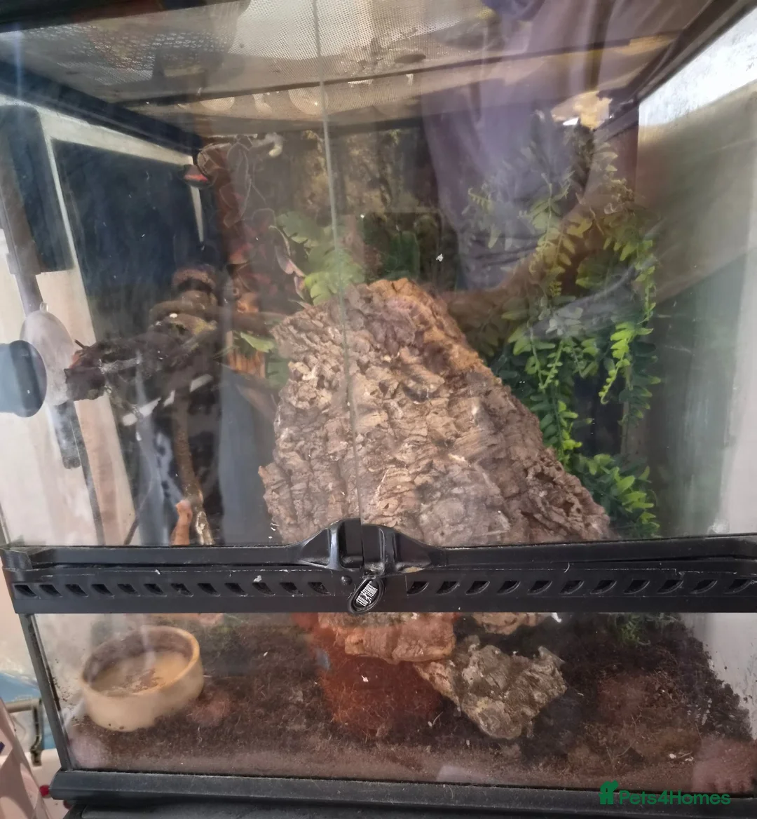 Gecko reptiles for sale: Gargoyle gecko orange blotched - Advert 9