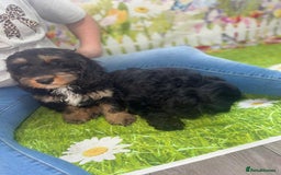 Cockapoo dogs for sale: Beautiful Cockapoo Puppies  - Image 15