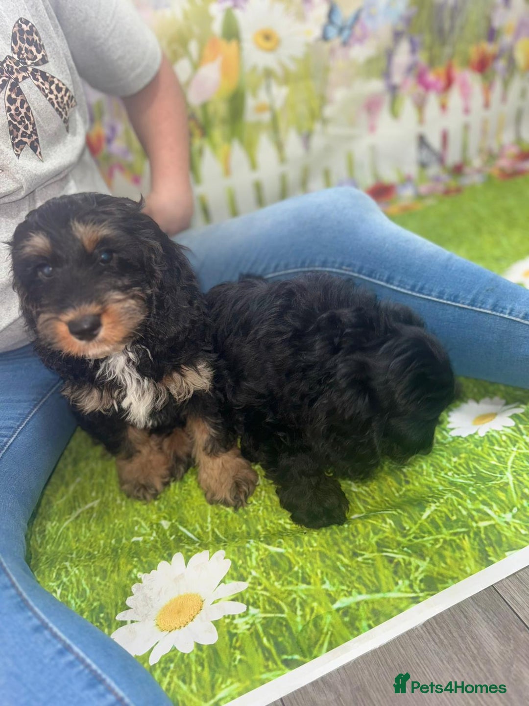 Cockapoo dogs for sale: Beautiful Cockapoo Puppies  - Image 15