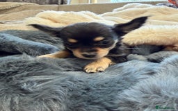 Chihuahua dogs for sale: Small Beautiful Chihuahua Puppies  - Image 2
