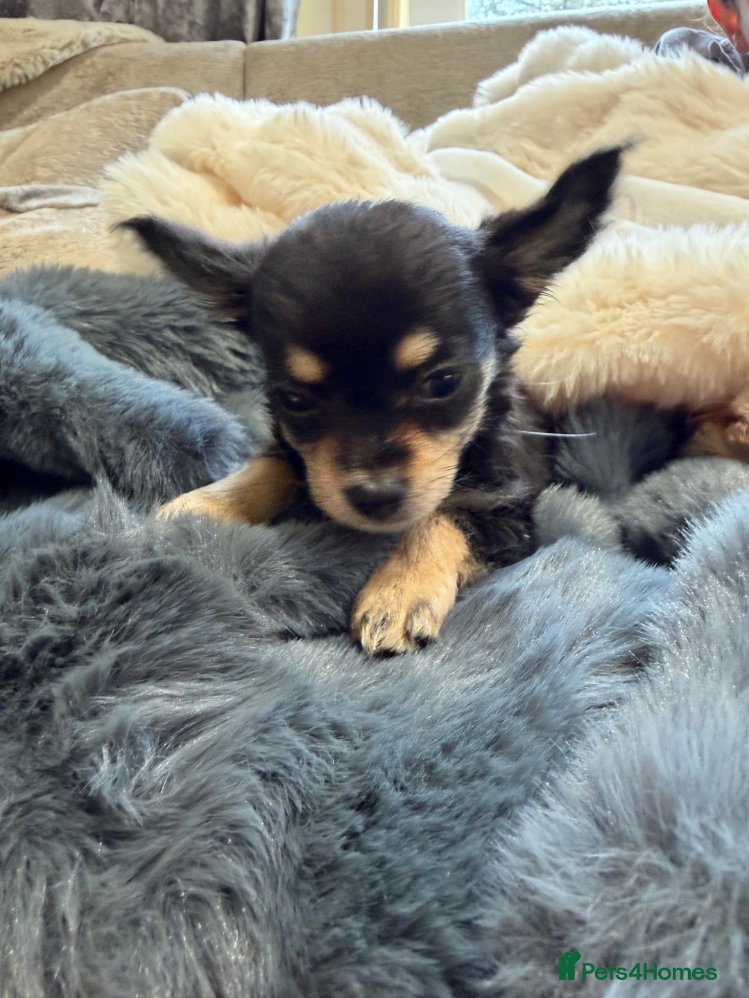 Chihuahua dogs for sale: Small Beautiful Chihuahua Puppies  - Image 2