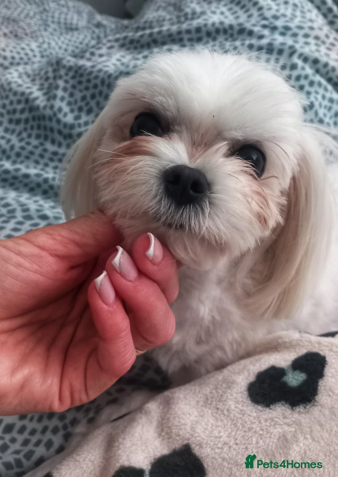 Maltese dogs for stud: Wonderful maltese for stud - Advert 4