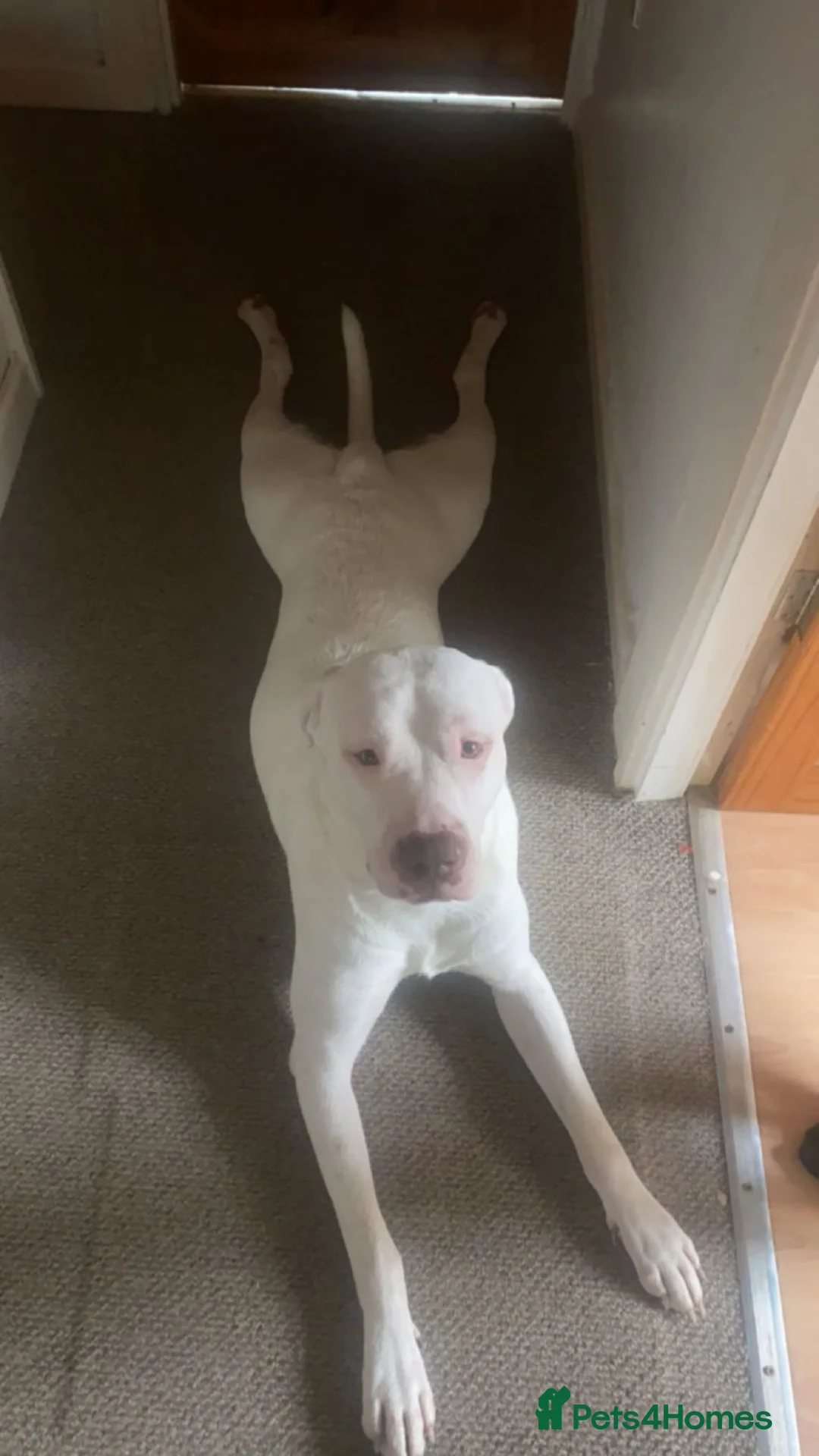American Bulldog dogs for sale: Rehoming our Neo - Advert 8