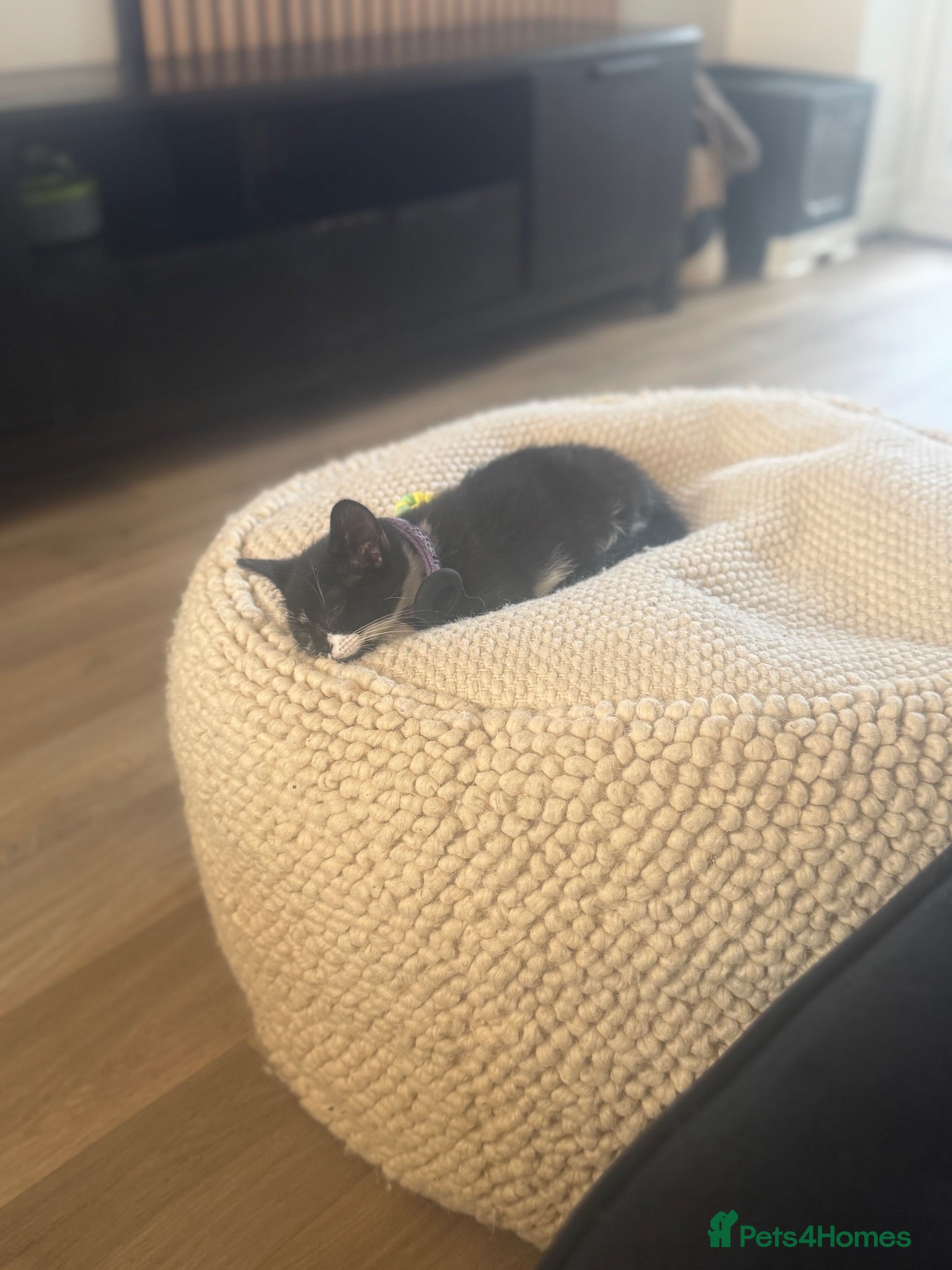 Mixed Breed cats 2 boy kittens for sale - Advert 1