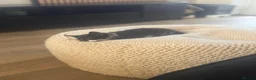 Mixed Breed cats for sale: 2 boy kittens for sale in Rotherham - Advert 1