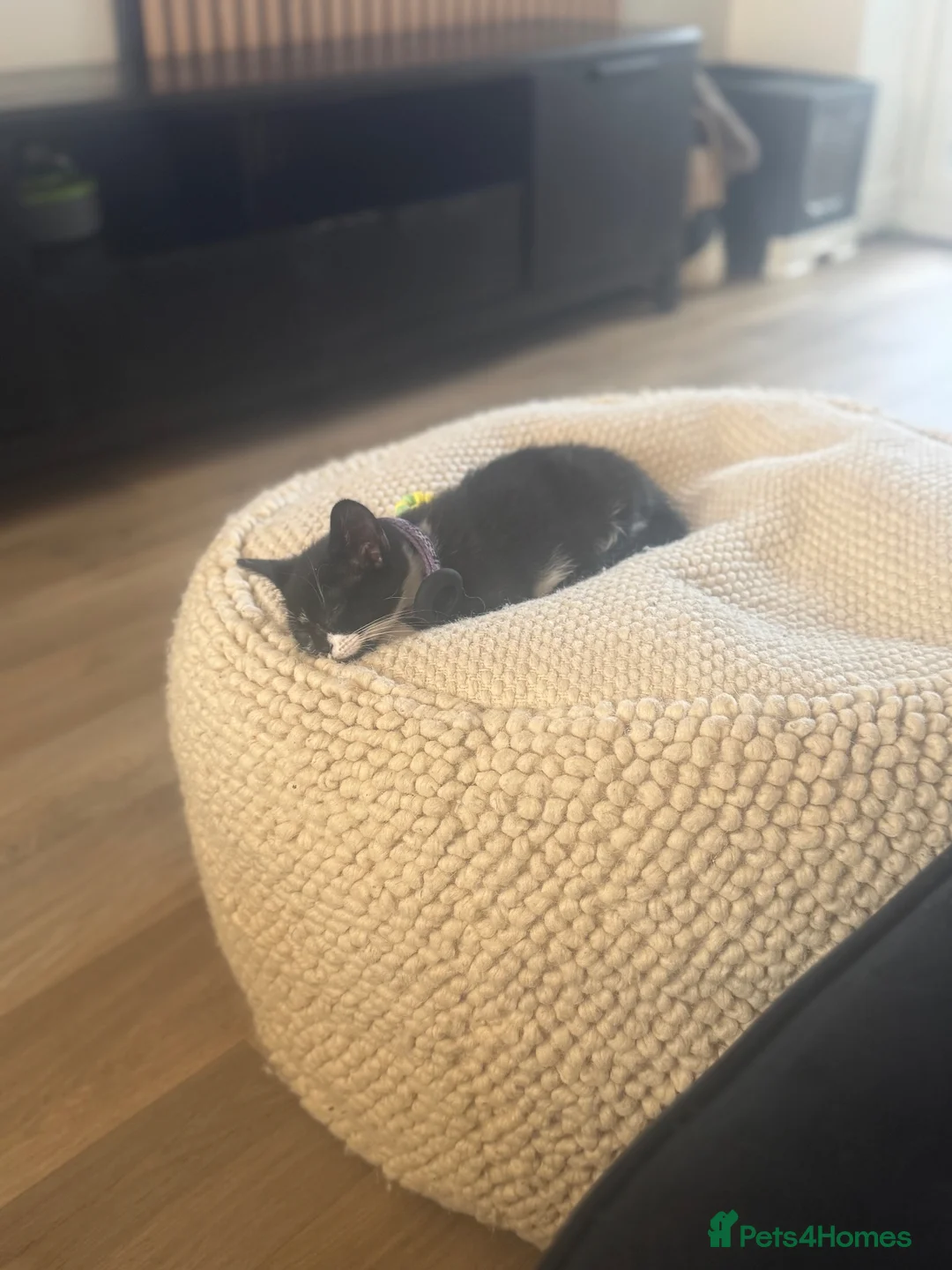 Mixed Breed cats for sale: 2 boy kittens for sale in Rotherham - Advert 1