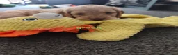Cockapoo dogs for sale: Beautiful Cockapoo Puppies🐾 - Advert 10